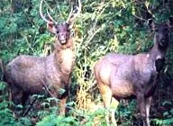 deer