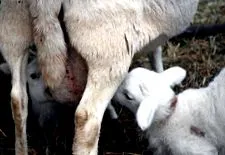 care