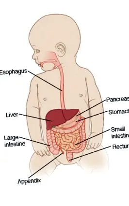 infanttoddler