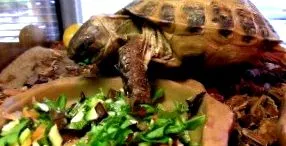 alimente