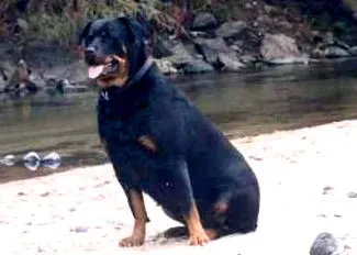 rottweiler