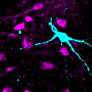neuronokat