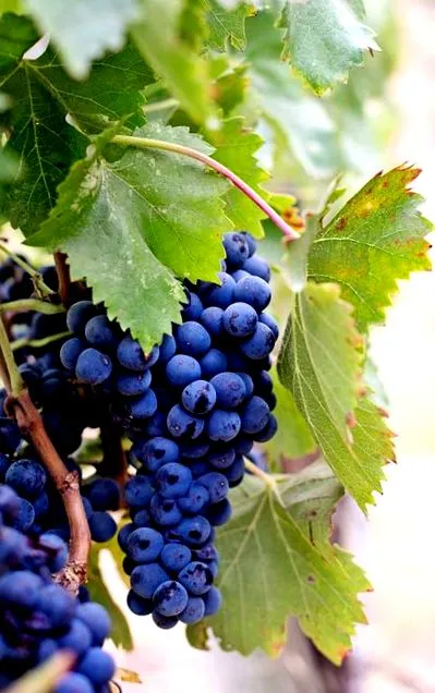 resveratrol