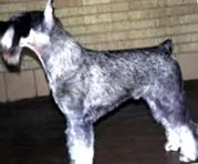câine