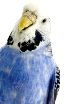 consumului