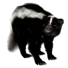 skunk