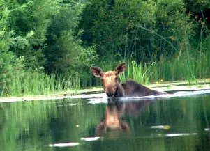 moose