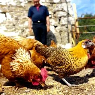 găină