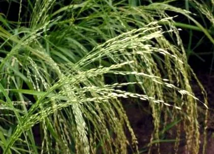 seed