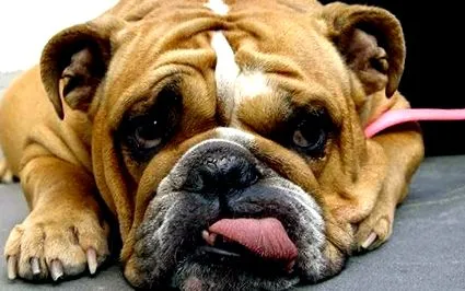 spondiloza