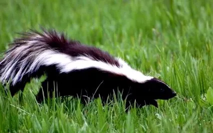 skunks