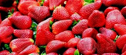 dieta