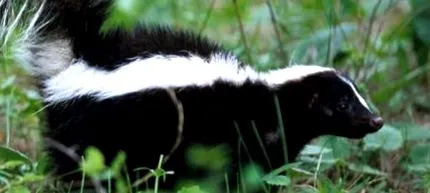 pentru animale