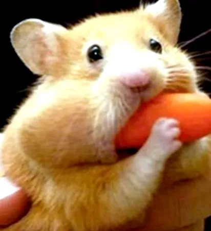 hamsterilor