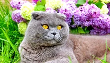 котешка храна
