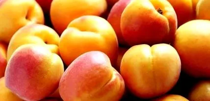 fructe