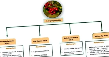 crataegus