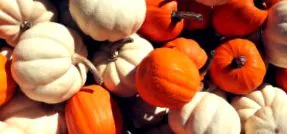 pumpkin
