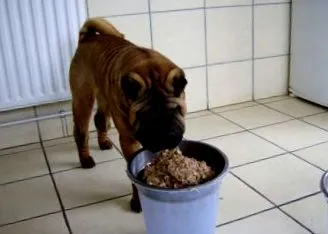 shar-pei развъдчици