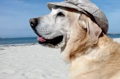 dogs