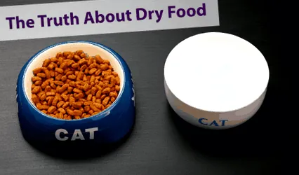 котки