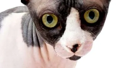 котки