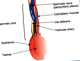 milyen epididymitis-tcm