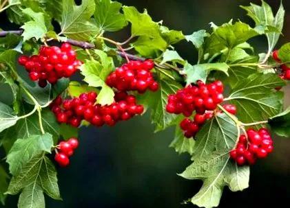 fructe padure