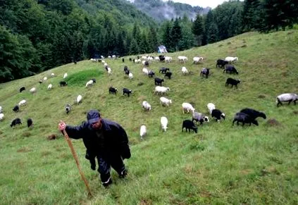 mișcarea