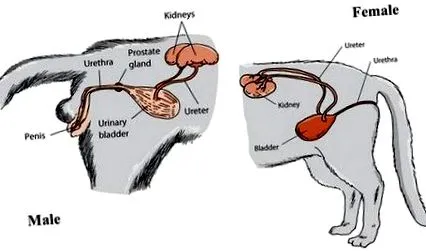 macskák