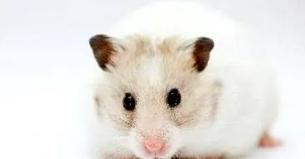 állatok