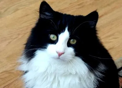 котешките