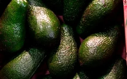 dieta