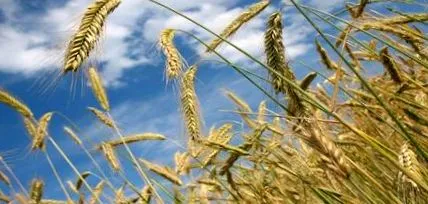 celiacă