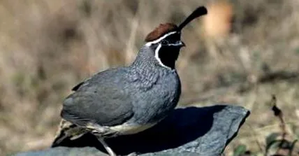 mănâncă