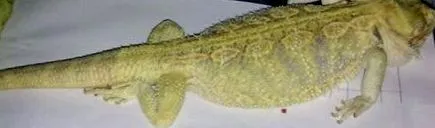 dragonul