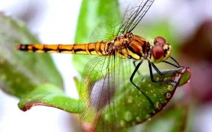 fascinante