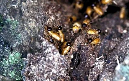 lenyűgöző