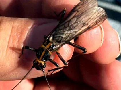 musca