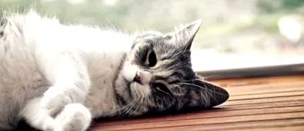 котка
