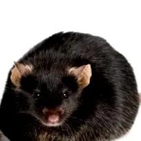 grăsimi