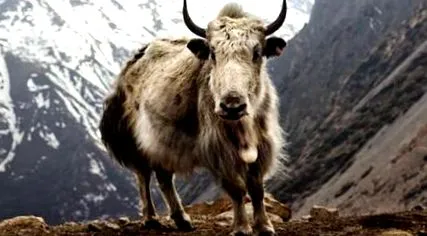 animalelor
