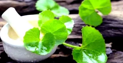 brahmi