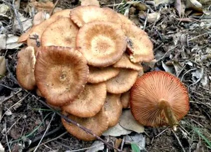 Armillaria tabescens