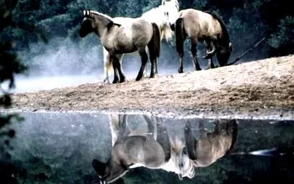 hoofcare