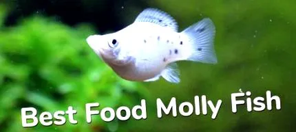 molly