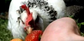 mănânce
