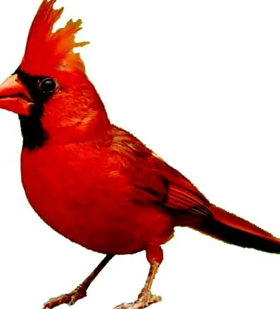bird