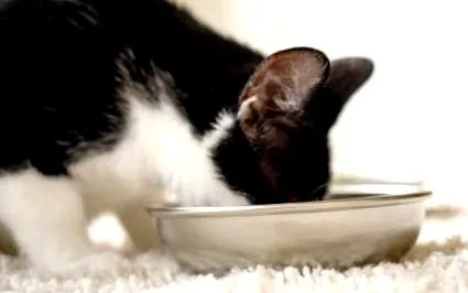 котките могат