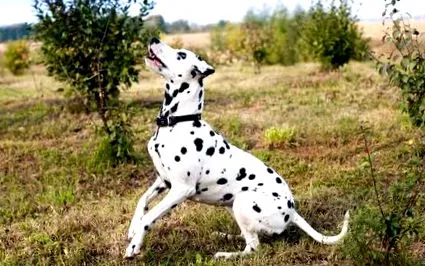 câinii